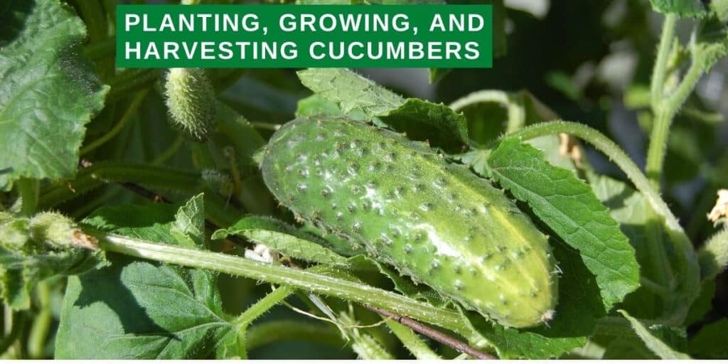 Cucumber Planting | The 5 Ultimate Secrets to Growing Cucumbers