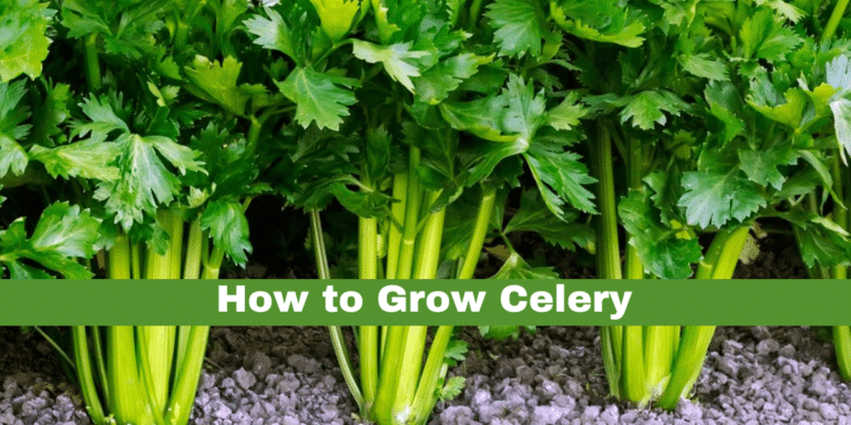How to Grow Celery: Marshland plant from the stack