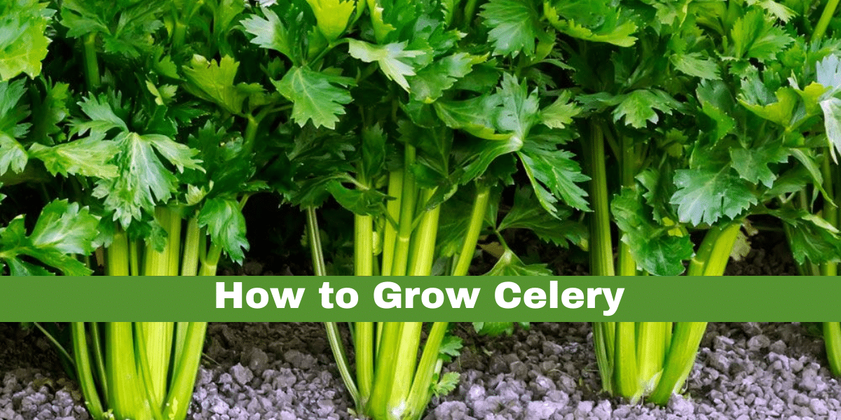 Growing Celery