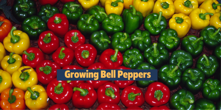 Planting, Growing and harvesting bell peppers info