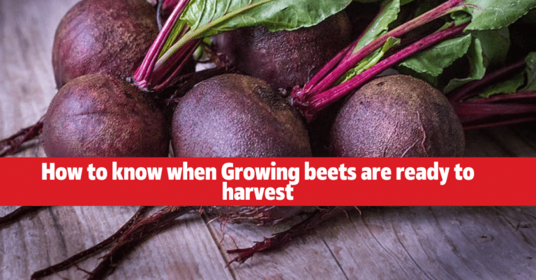 How to know when Growing beets are ready to harvest