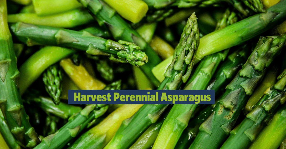 Harvest Asparagus