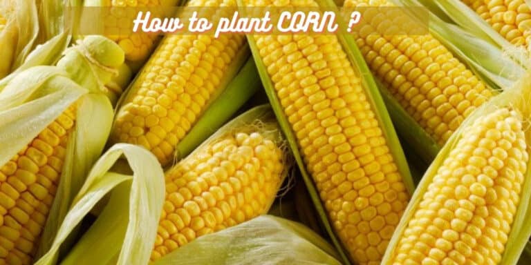 Proper Guide of Planting and Growing Corns
