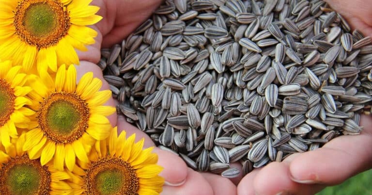 The Benefits Of Black Oil Sunflower Seeds