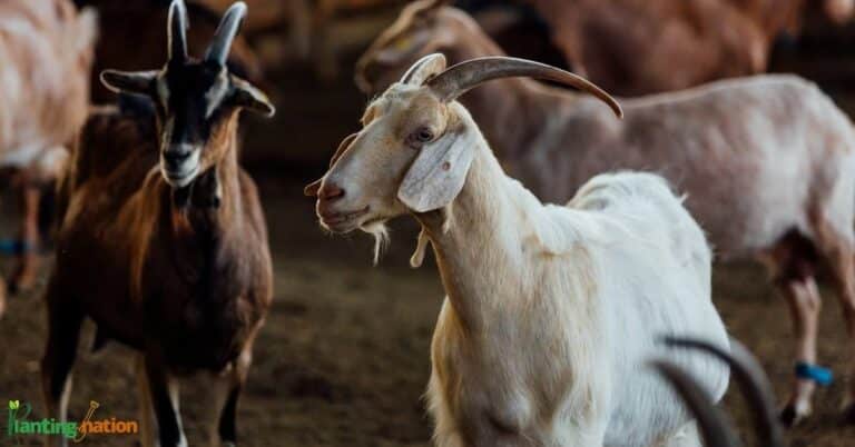 How to become a successful goat farmer?
