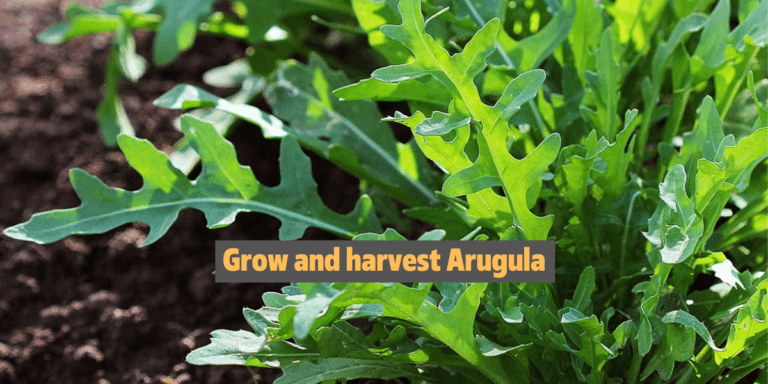 How to Plant, Grow and harvest Arugula ?