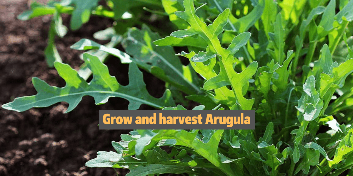 Harvest Arugula