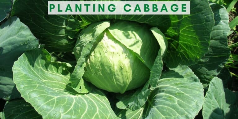 Planting, Harvesting and variety of Cabbage