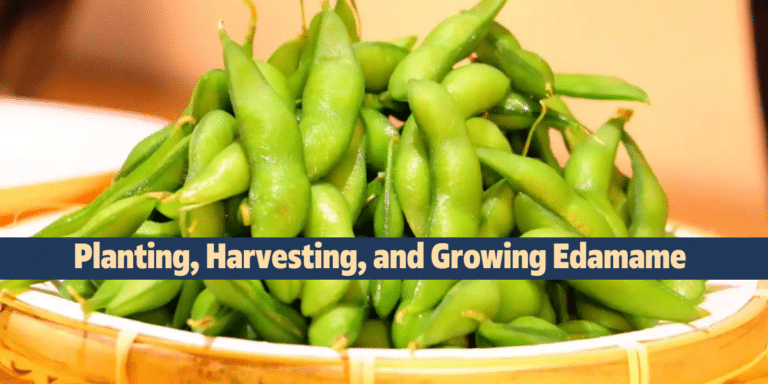 Planting, Harvesting, and Growing Edamame