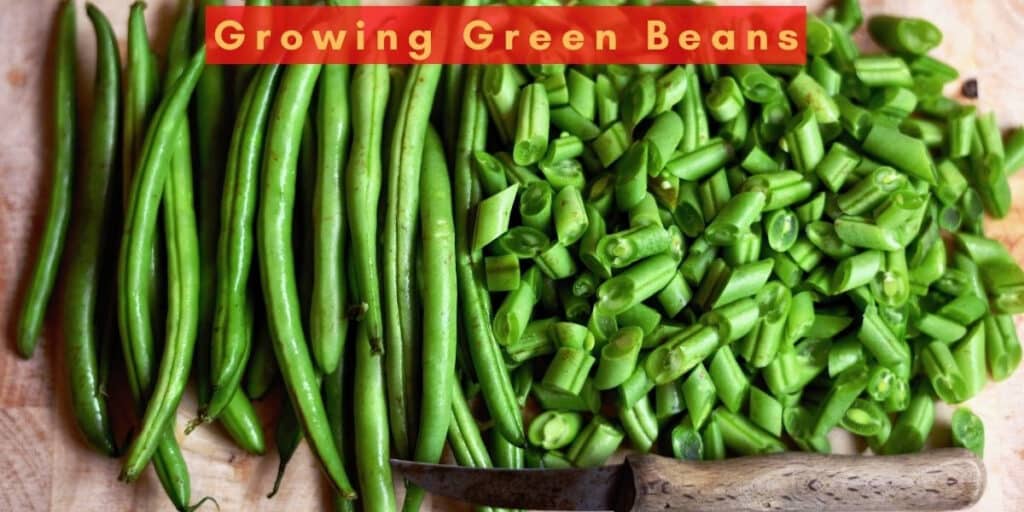 Growing Green Beans