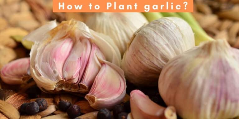 Planting, Growing, and Harvesting Garlic