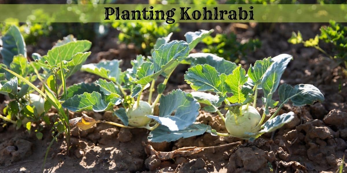 Planting Kohlrabi