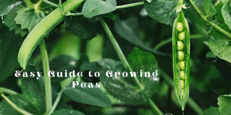Planting, Growing, and Harvesting peas