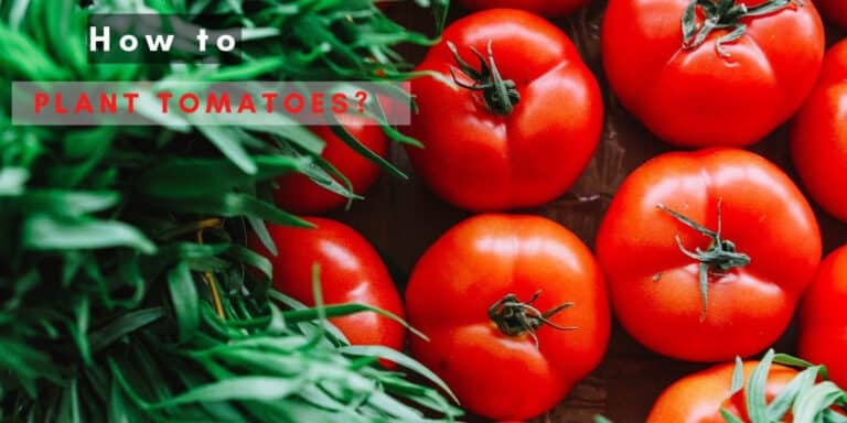 How to Plant, Grow, and Harvest Tomatoes | Edible Gardening