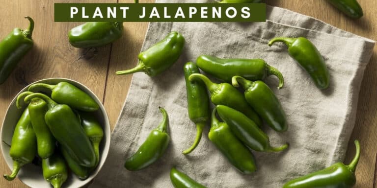 How to Plant, grow, and harvest Jalapenos | Edible Gardening