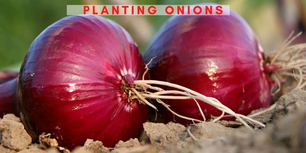 Planting Onions