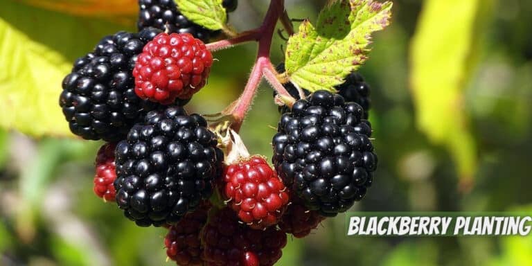 Planting, Growing, and Harvesting Blackberries