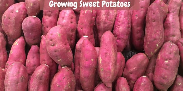 Planting, Growing and Harvesting Sweet Potatoes