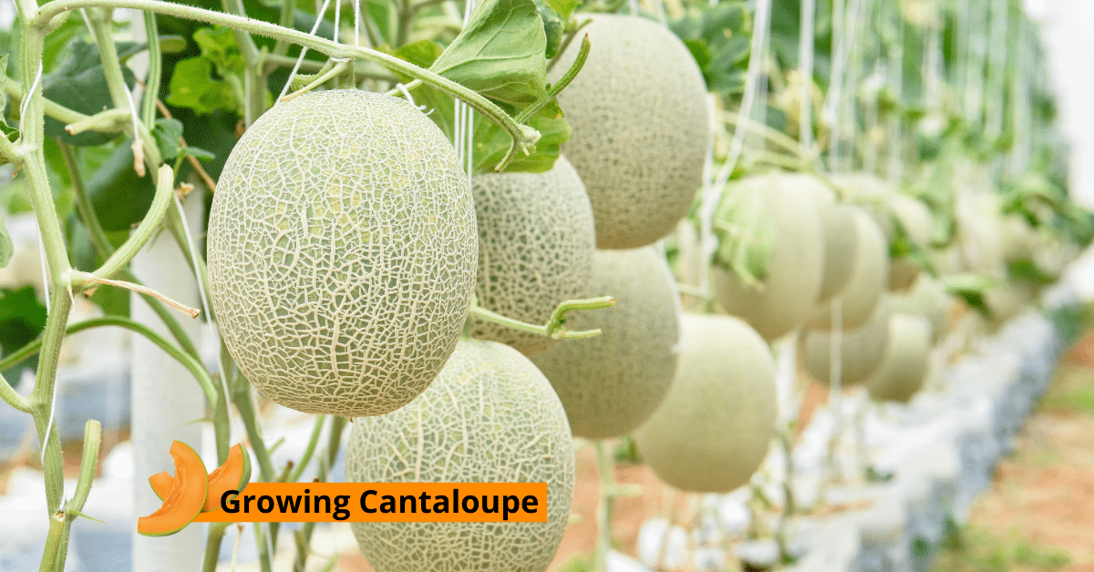 growing Cantaloupe
