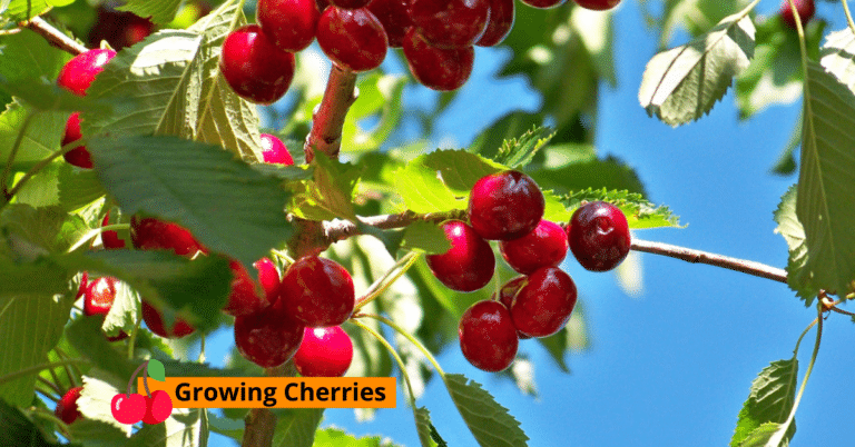 Planting, Growing, and harvesting Cherries