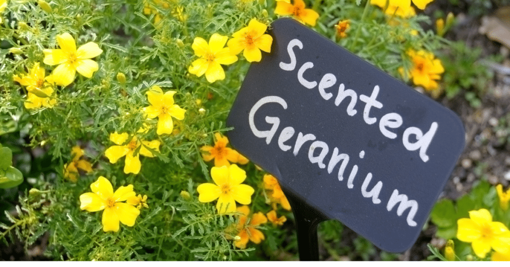 Planting, Growing and Harvesting Scented Geranium
