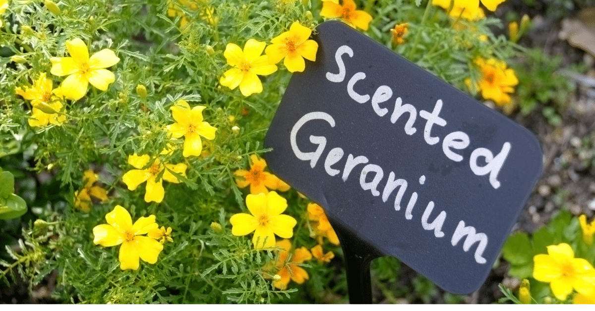 Planting, Growing and Harvesting Scented Geranium
