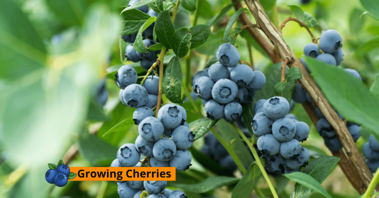 Planting, Growing, and Harvesting Blueberries