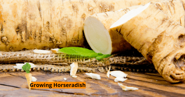Planting, Growing, and Harvesting Horseradish