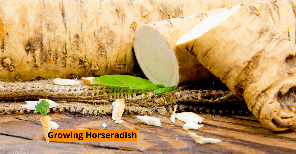 growing horseradish