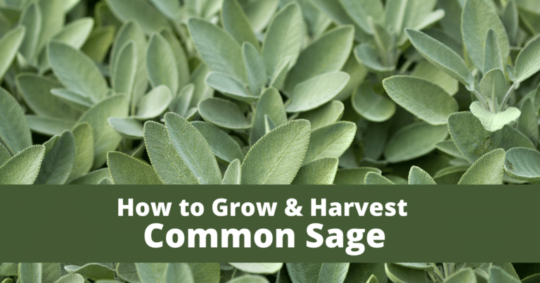 Planting, Growing, and Harvesting Sage
