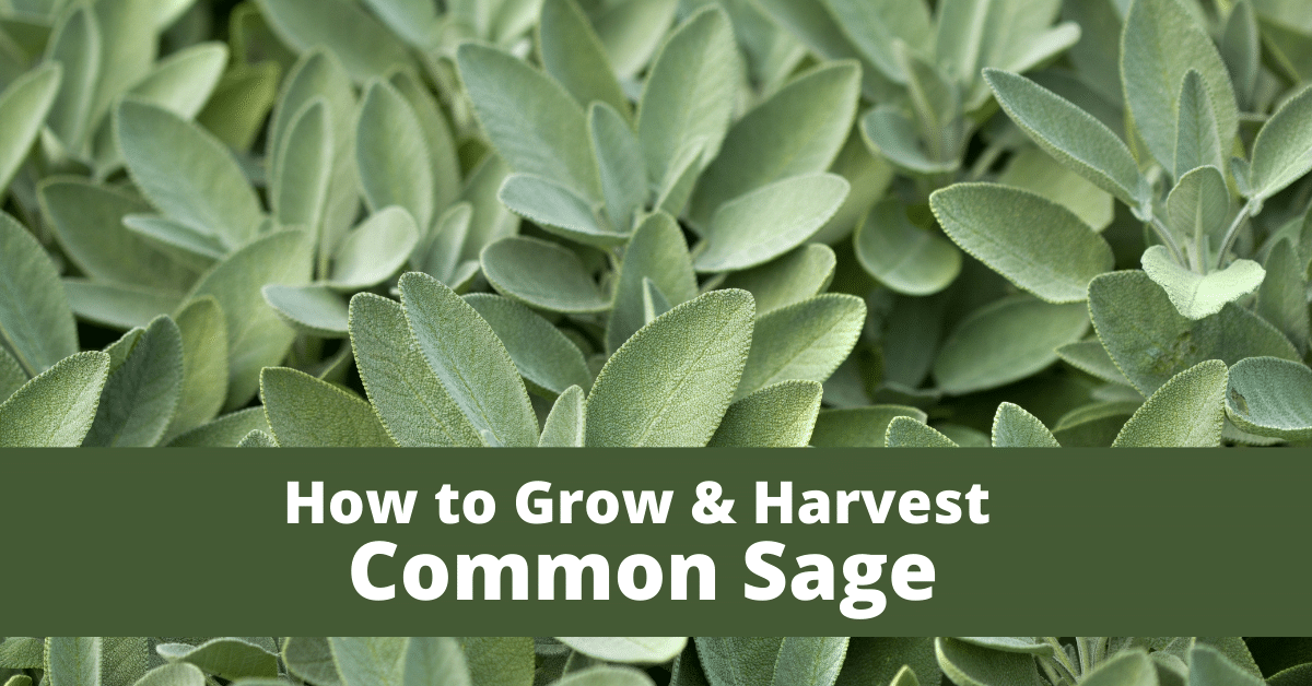 how to grow and harvest sage