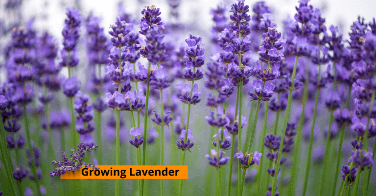 Planting, Growing, and Harvesting Lavender.