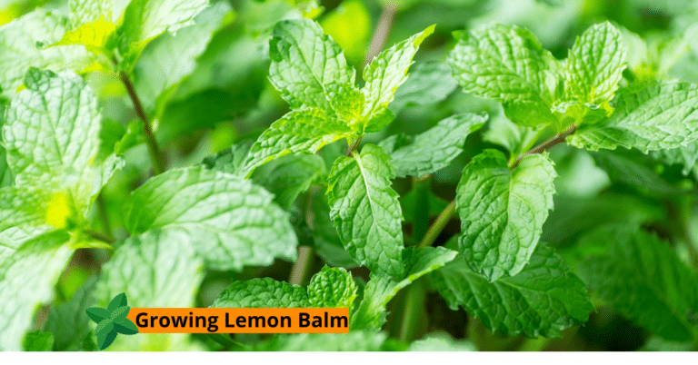 Planting Growing and Harvesting Lemon Balm