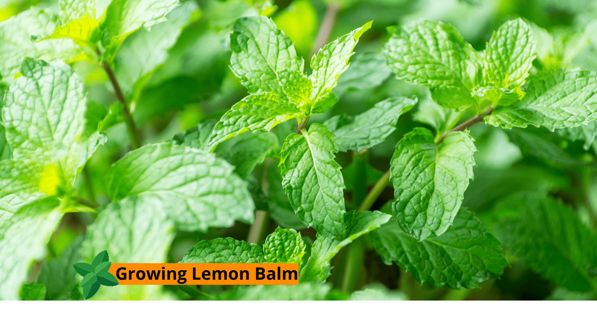 planting and growing lemon balm