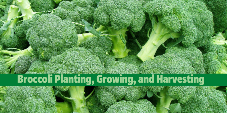 Broccoli Planting, Growing, and Harvesting